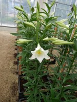 [4122 Big Tower ST No01.JPG]